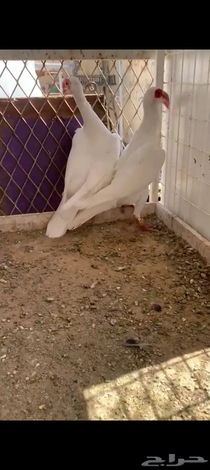 زوج بغادنه معاكيف مستوي نفاخ كرنقو ومالتيز 3