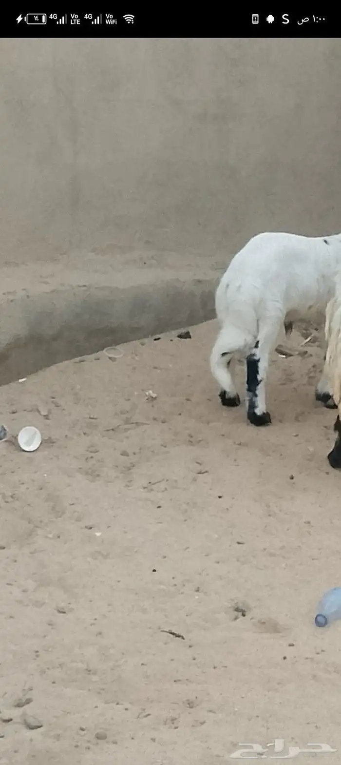 طلي فل الفل شحم ابوه. سواكني وامه حريه 1