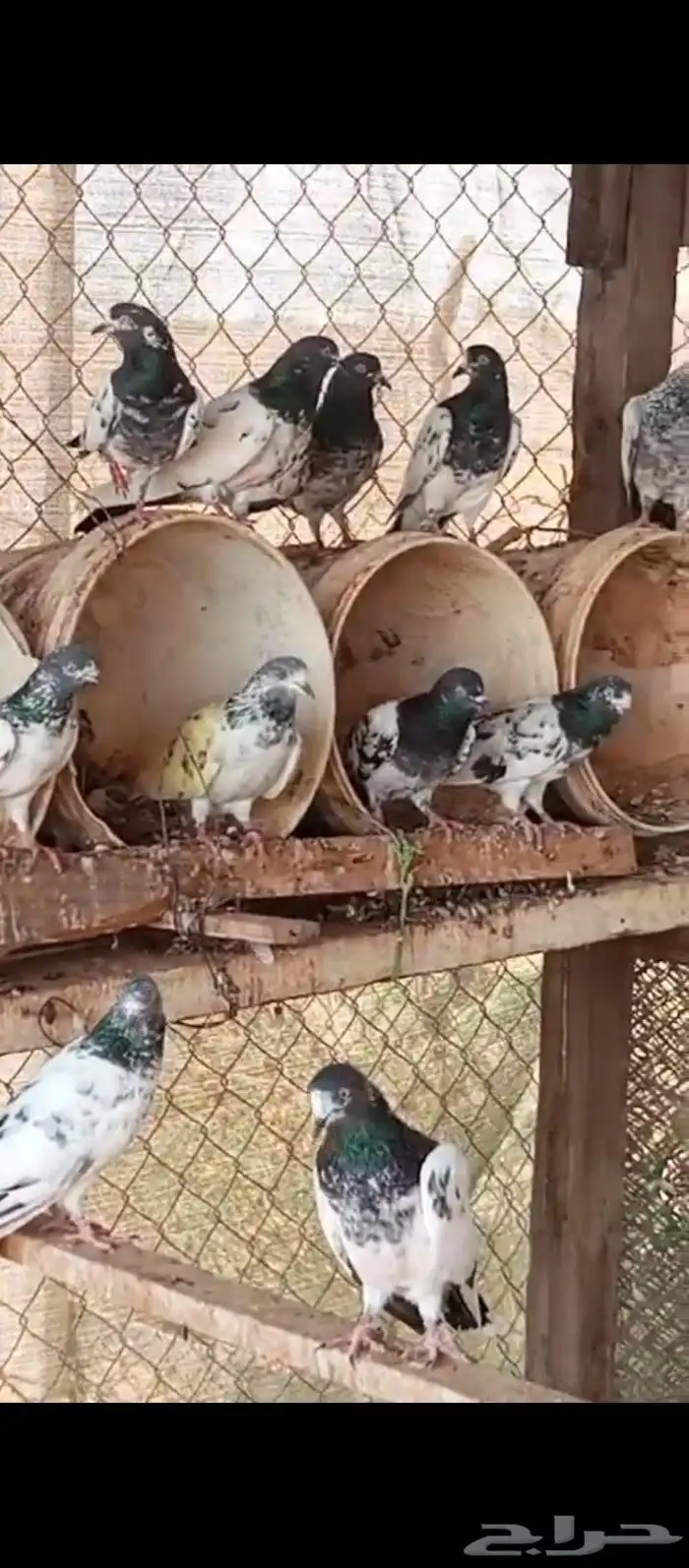 حمام باكستاني للبيع 0