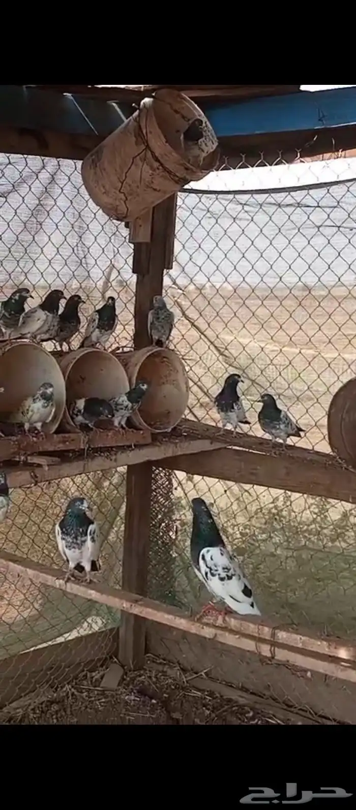 حمام باكستاني للبيع 2