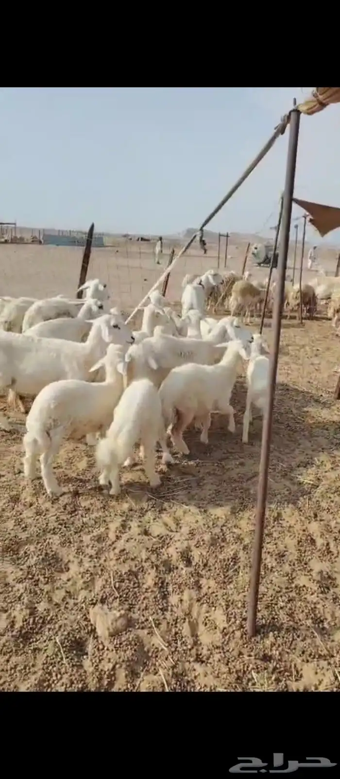 غنم حريه العدد 11 تحتها11 0