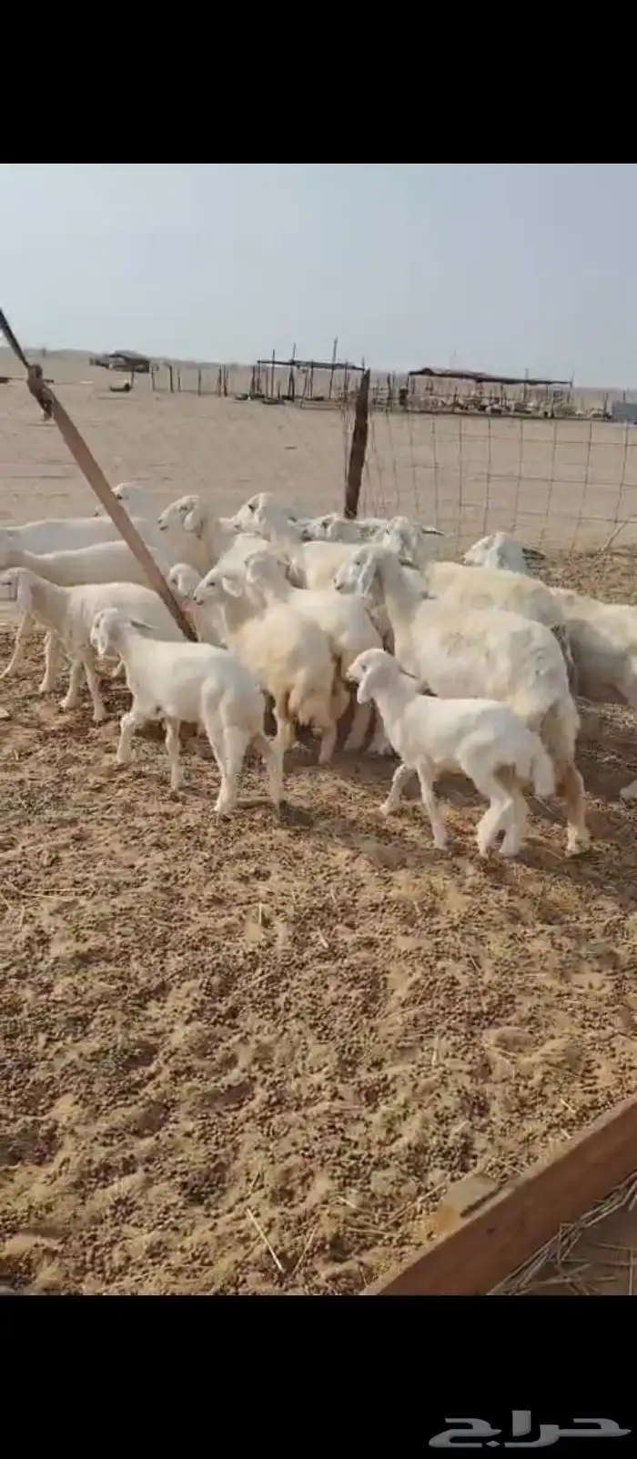 غنم حريه العدد 11 تحتها11 3
