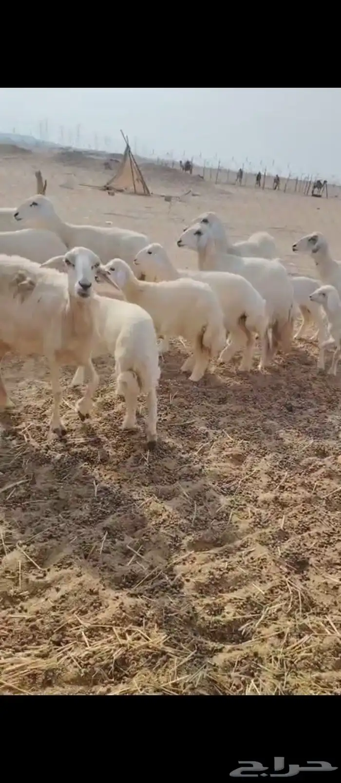 غنم حريه العدد 11 تحتها11 7