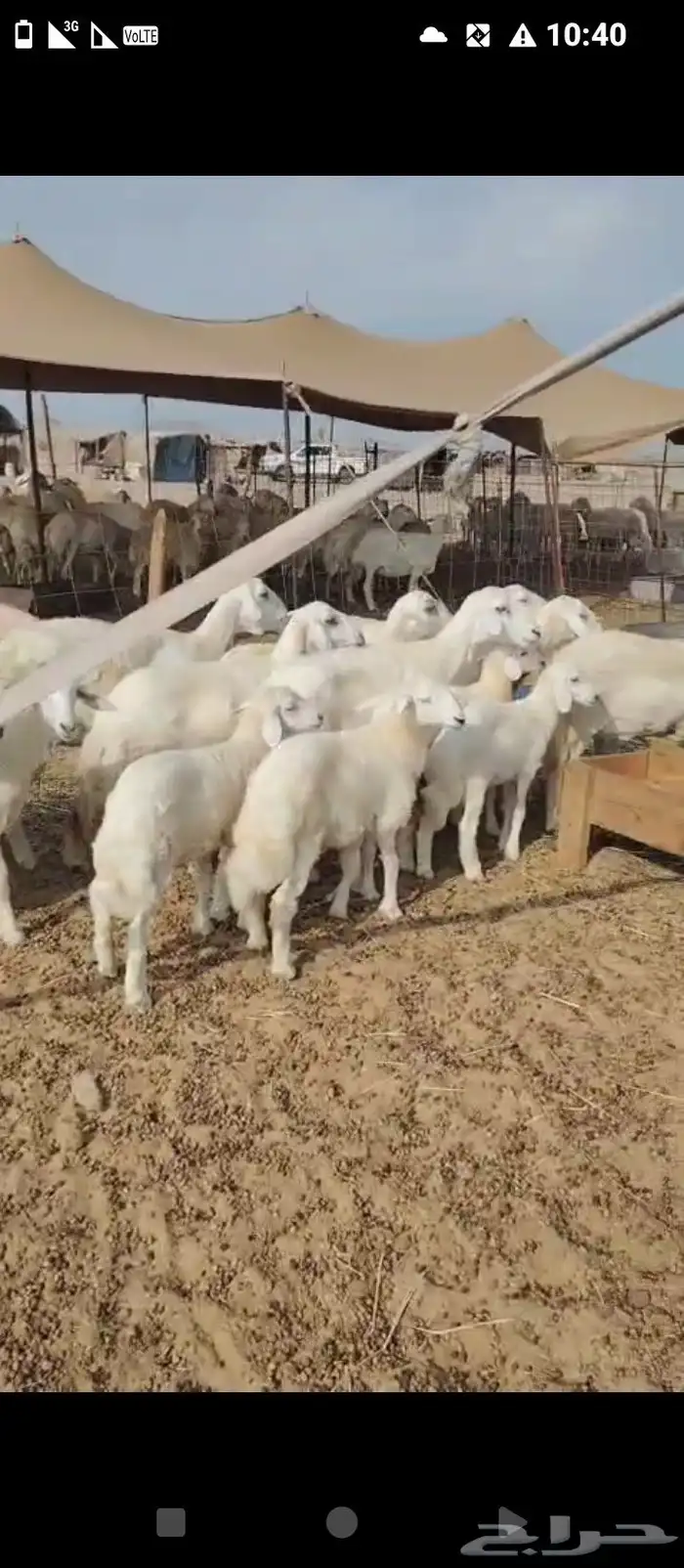 غنم حريه العدد 11 تحتها11 6