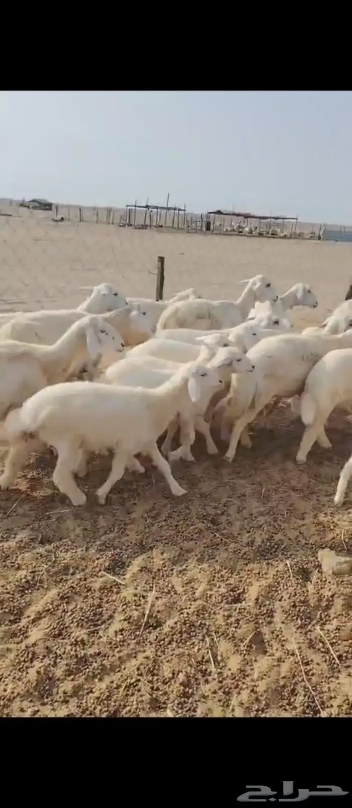 غنم حريه العدد 11 تحتها11 2
