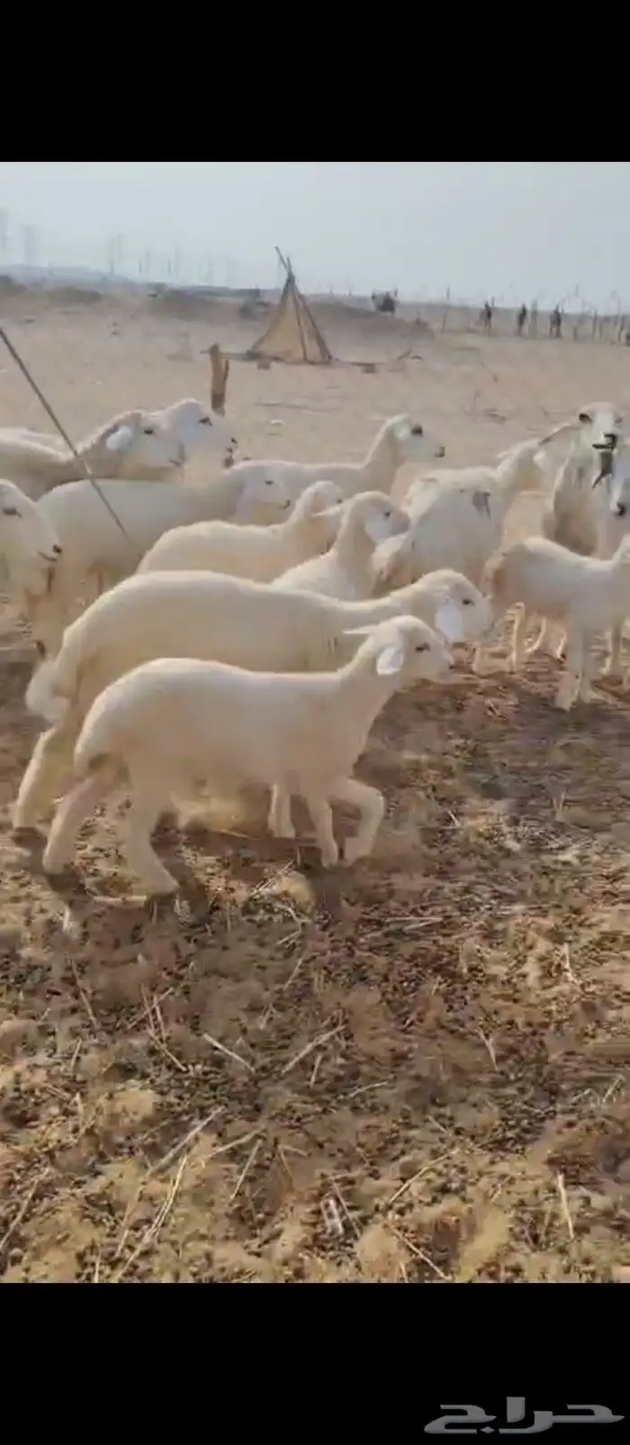 غنم حريه العدد 11 تحتها11 5