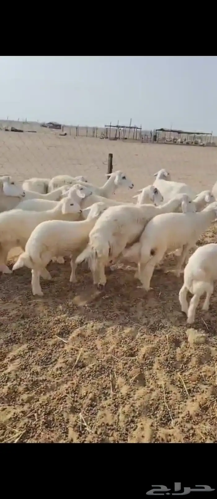 غنم حريه العدد 11 تحتها11 4