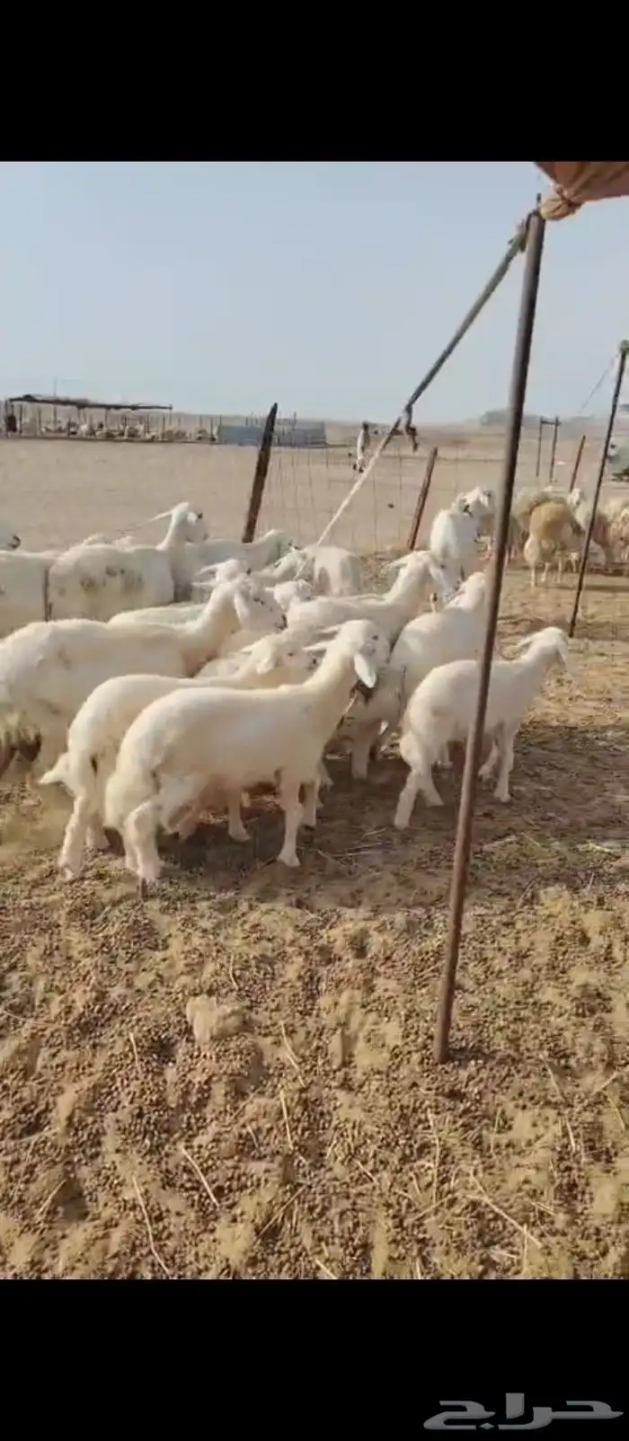 غنم حريه العدد 11 تحتها11 1