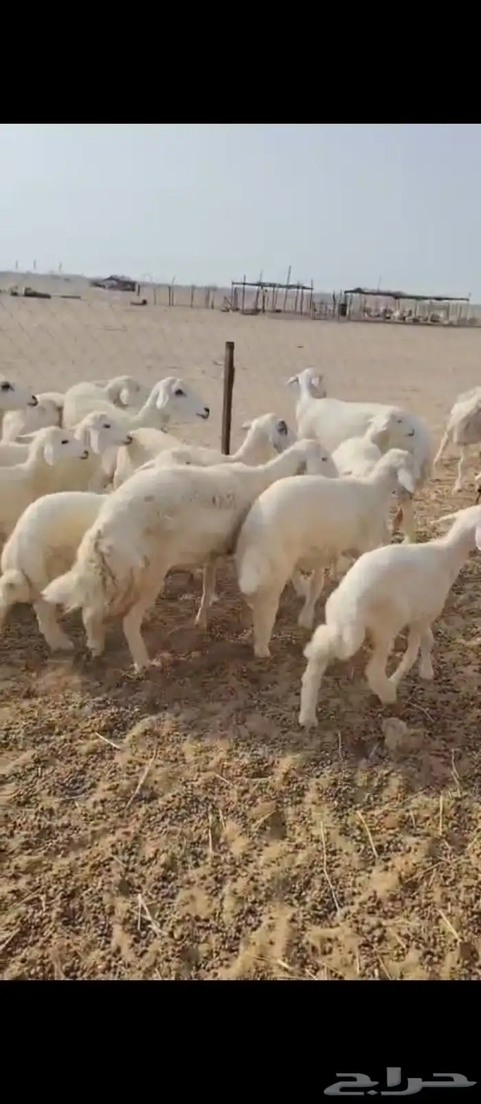 غنم حريه العدد 11 تحتها11 8