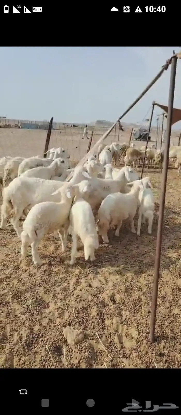 غنم حريه العدد 11 تحتها11 9