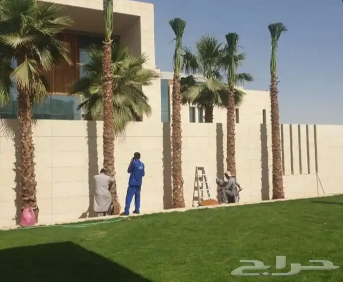 نخل واشنطنيا زينه 0