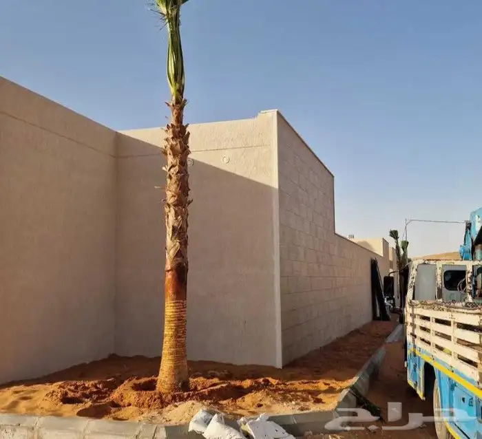 نخل واشنطنيا زينه 8