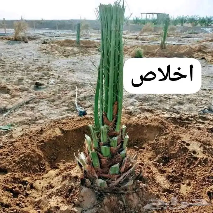 يتوفر لديناء جميع انوع انخيل المثمرة وزينه 5