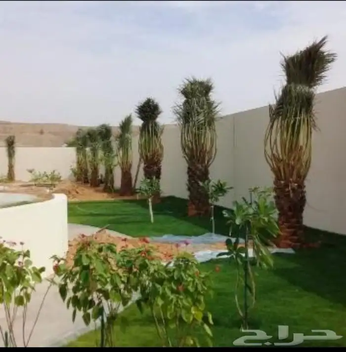 نخيل عربي نخيل واشنطني 0