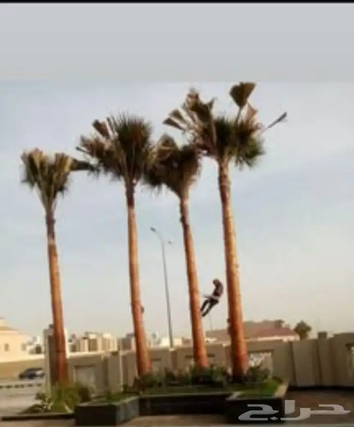 نخييل واشنطن 5