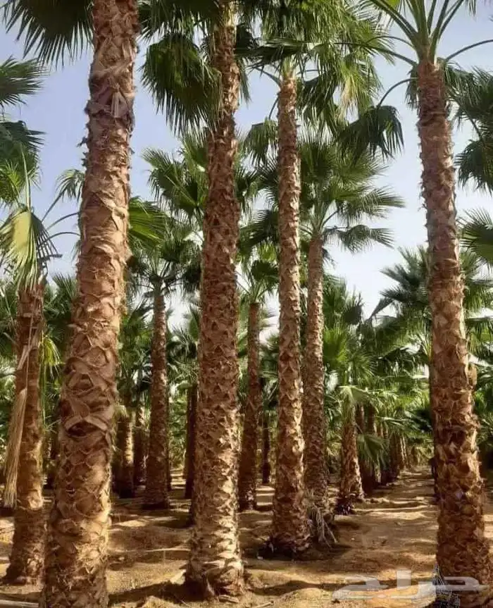 نخل مثمر للبيع خلاص برحي هلالي سكري شيشي صقعي نخيل واشنطني 7