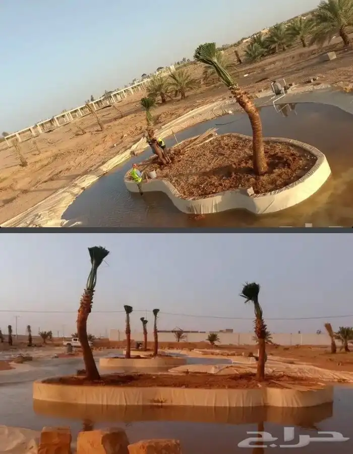 نخل واشنطنيا زينه 3