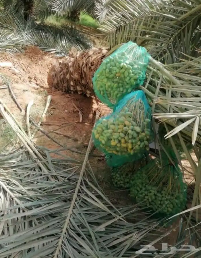 نخل صقعي مجدول اخلاص سكري خضري عجوه نخل واشنطني أمريكي 1