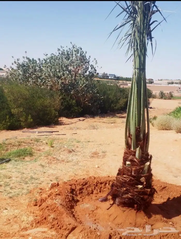 نخل مثمر فاخر نخل واشنطني زينه خلاص ونانه صقعي هلالي سلاطين 3