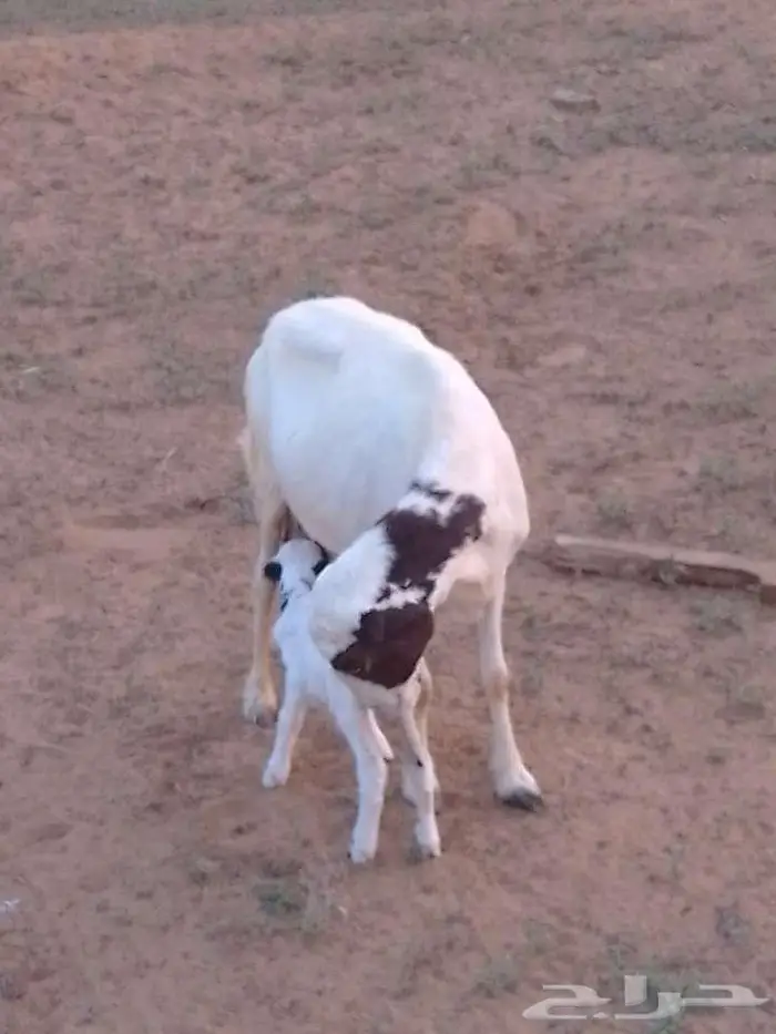 نعجه منتوج 1