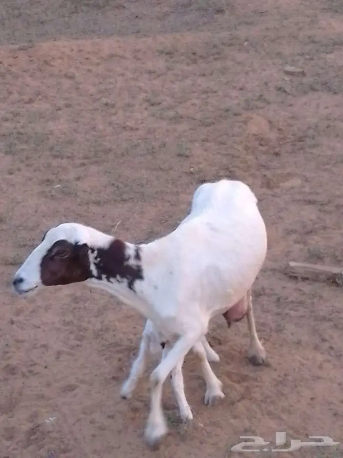 نعجه منتوج 2