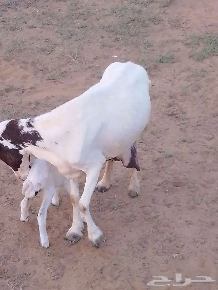 نعجه منتوج 0