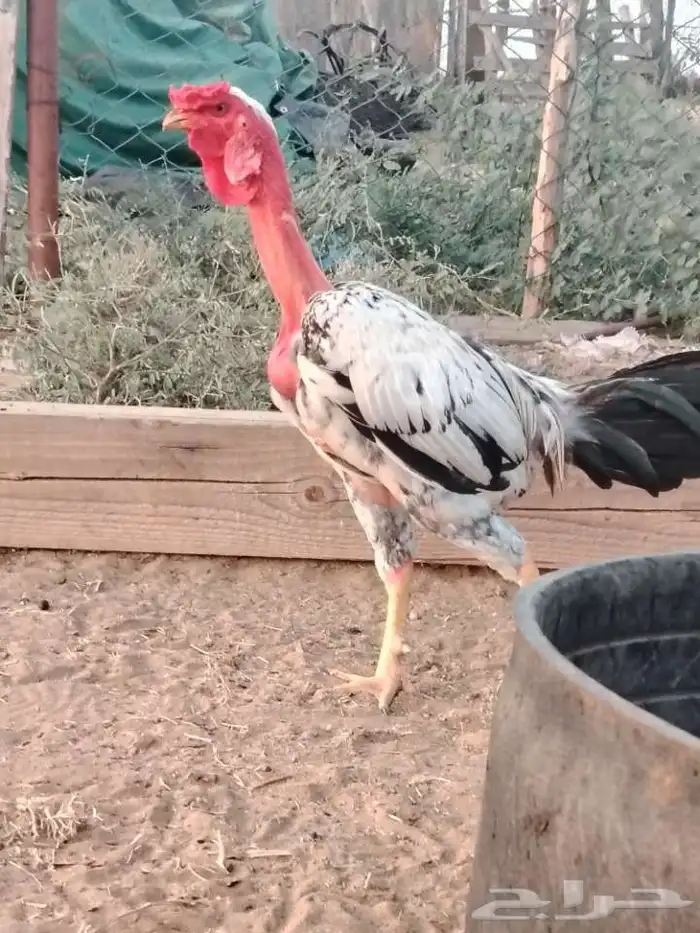 دجاج فيتنامي 0