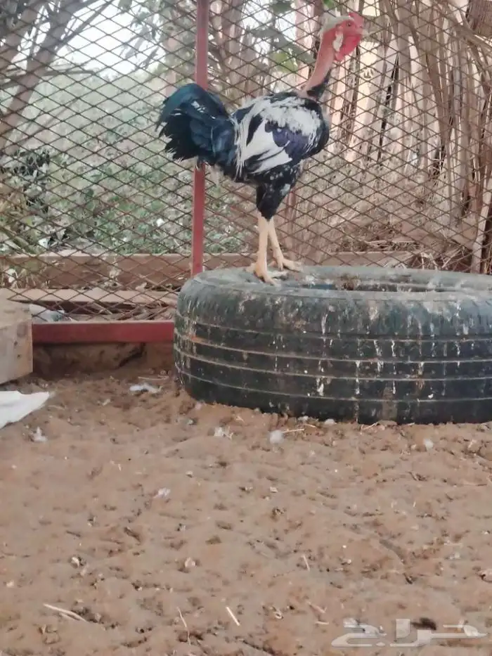 دجاج فيتنامي 1