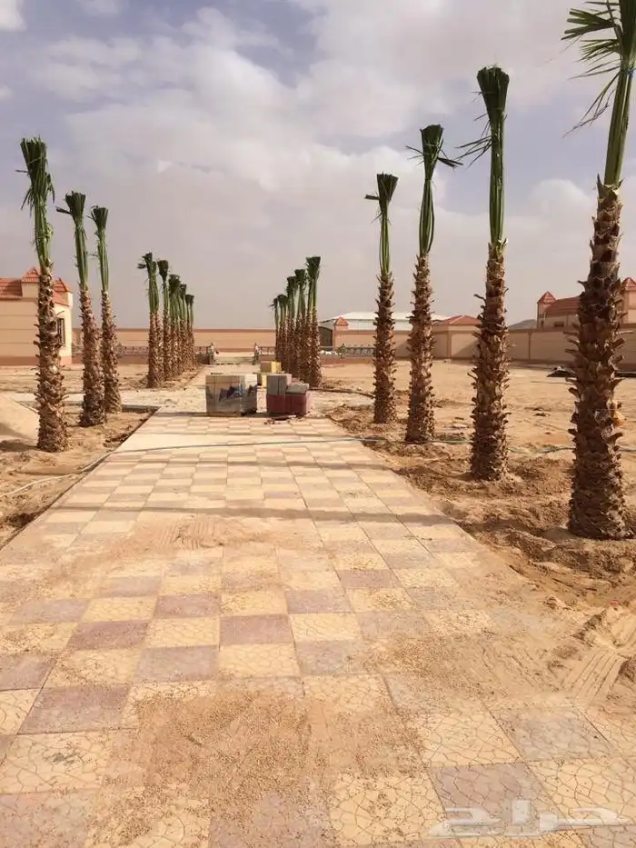 نخيل امريكي زينه نخيل واشنطنيا زينه 26