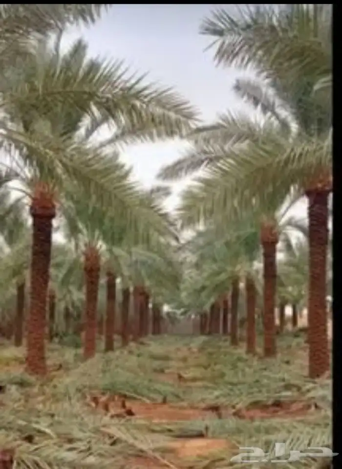 نخييل واشنطن 2