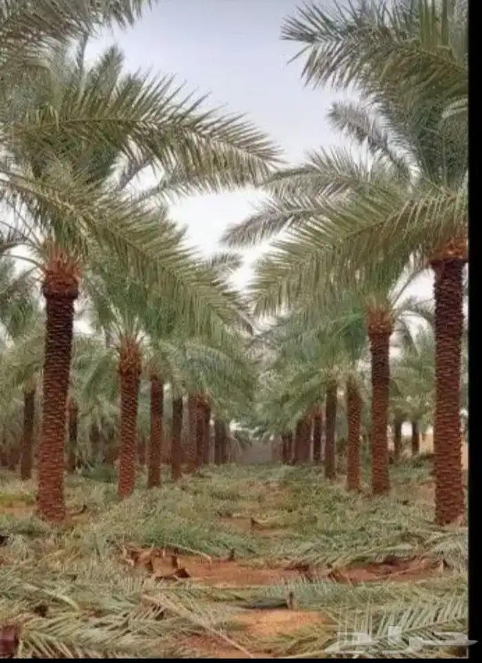 نخييل واشنطن 0