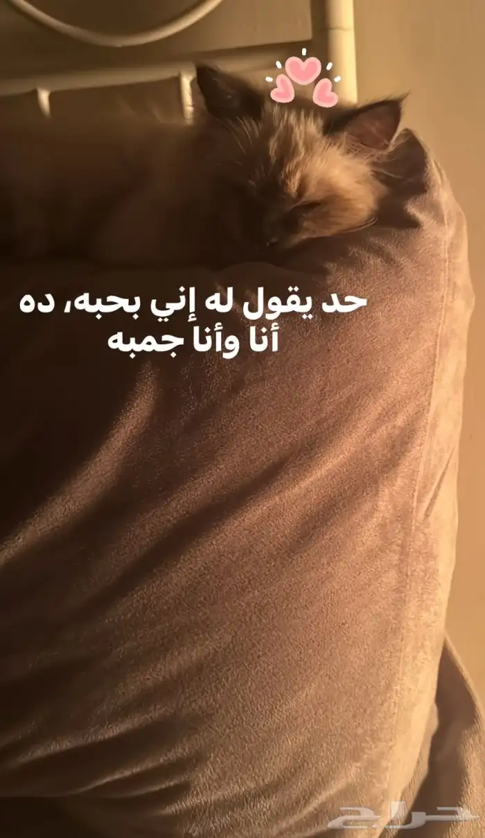 قط تبيني يجنن 3