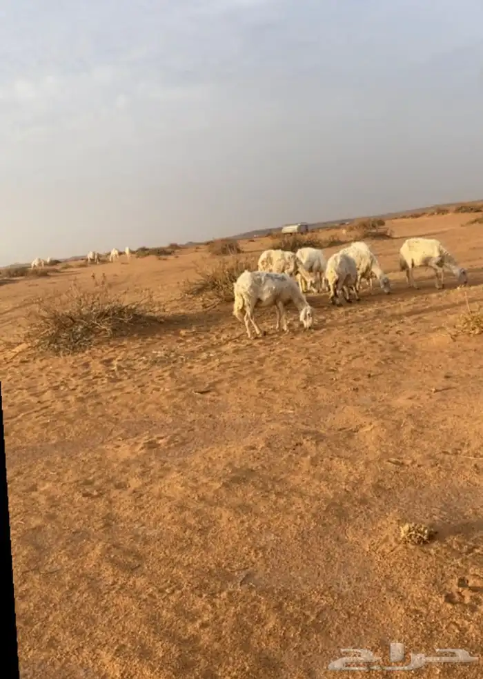 غنم حريات عددها 7 دفيع صحتها شرط غنم بر طيبه 1