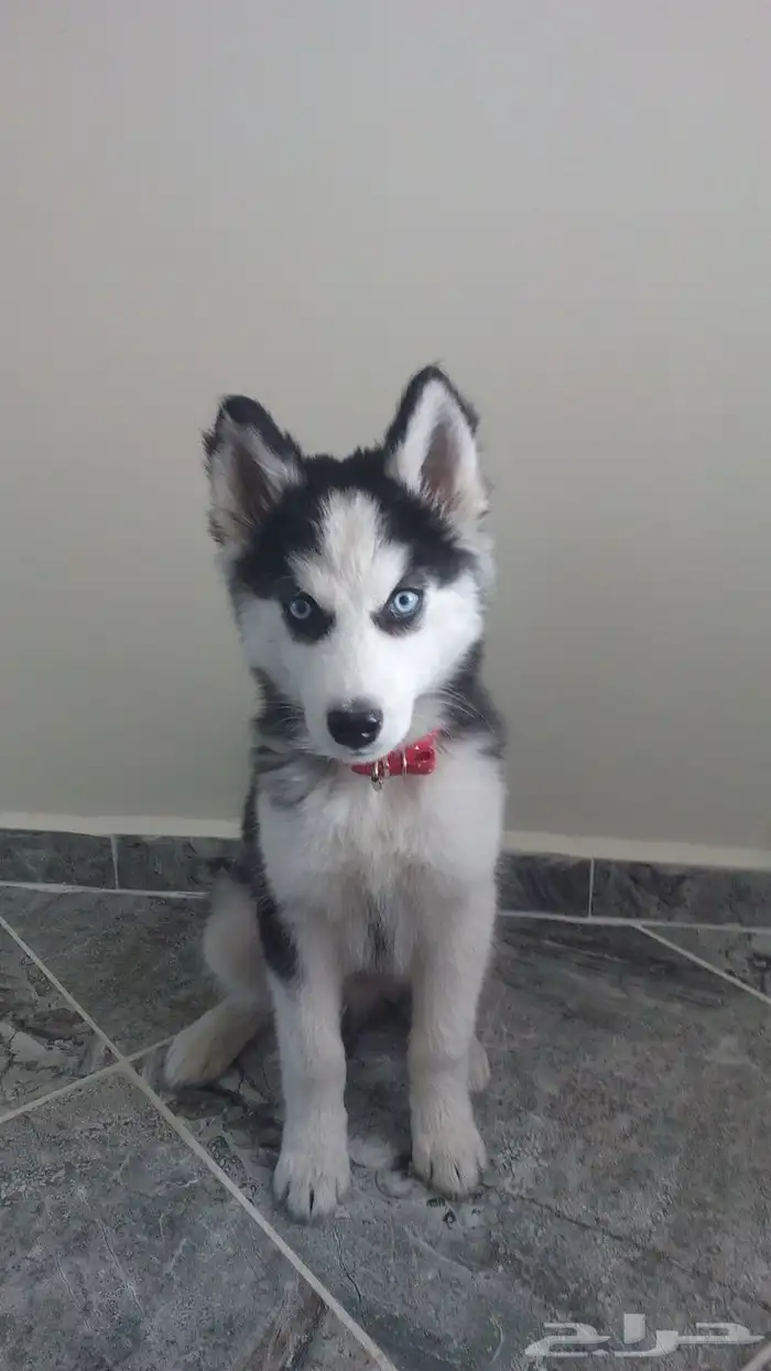 محتاجه كلب هايسكي للتبني الي عنده نفسه يتواصل معي 0