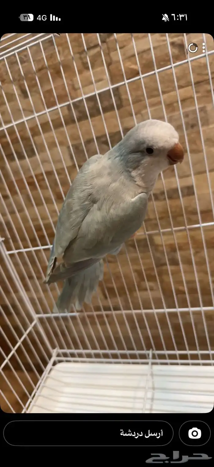 للبيع طير كو يكر الموقع الخبر الدمام مع مستلزماته كامله 1