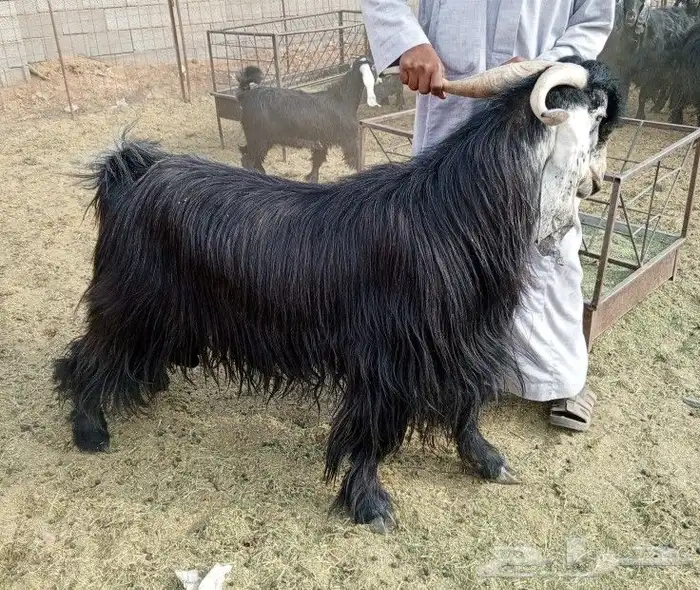 تيس فحل عارضي 0