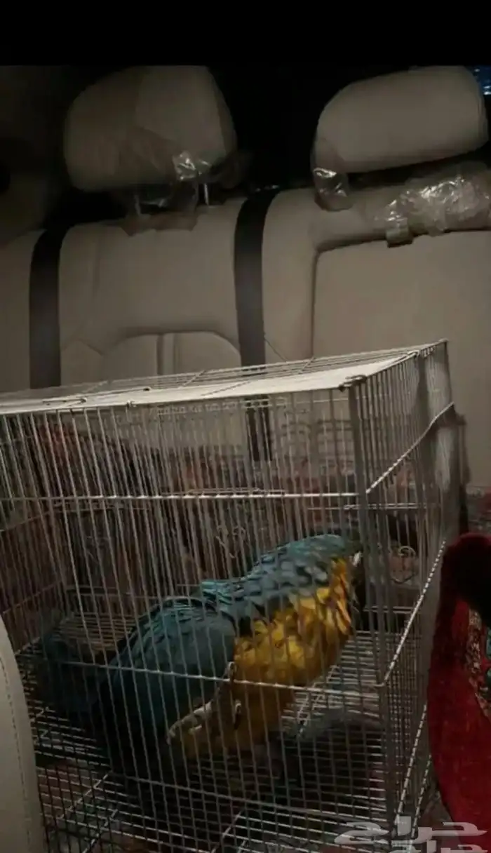 موصل حيوانات أليفة قطط طيور 2