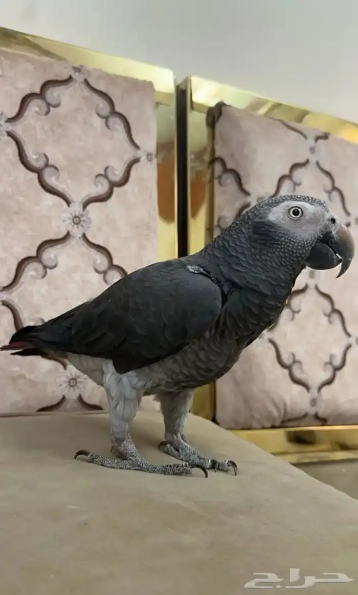 ببغاء كاسكو 0