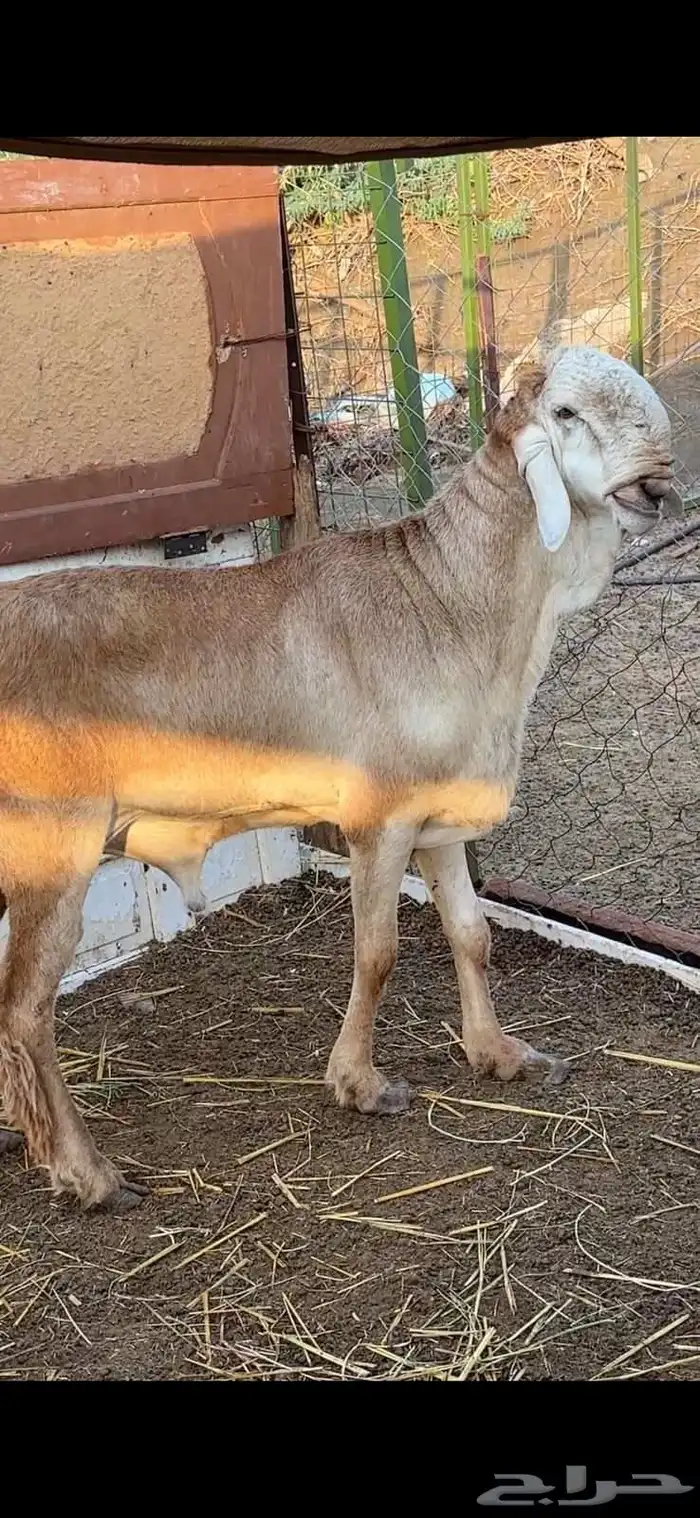 طلي سواكن درماني فاخر صنف الصنف 1