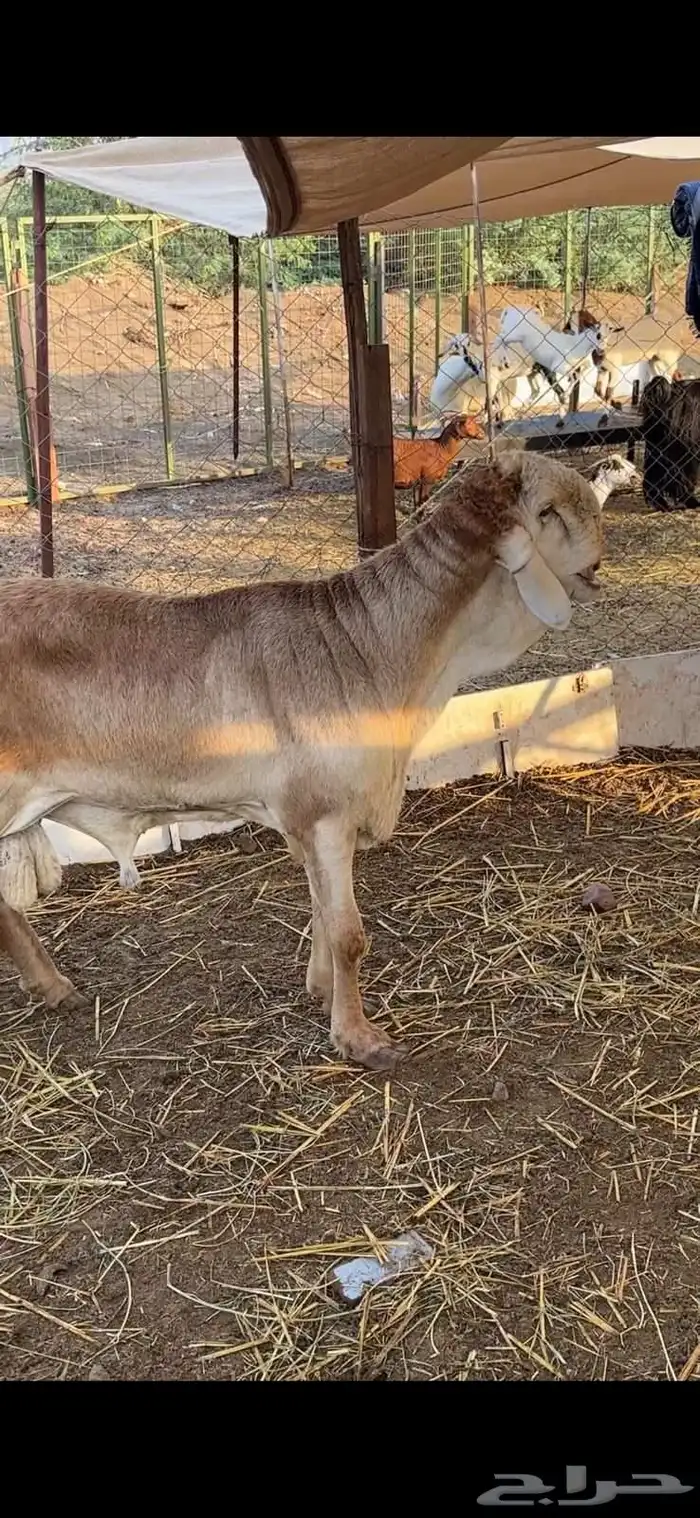 طلي سواكن درماني فاخر صنف الصنف 0