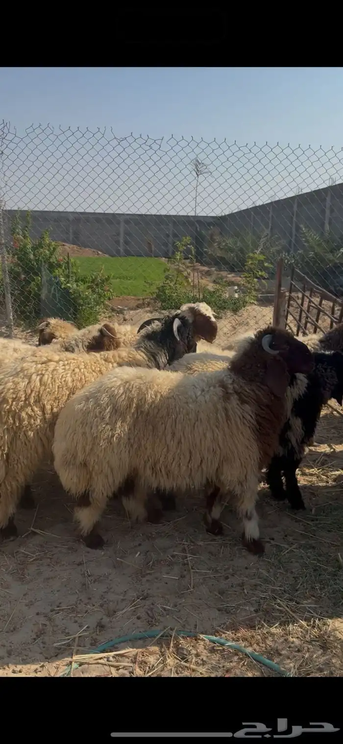 خرفان نعيمي ذبائح بلدي بري فل نظاف 0