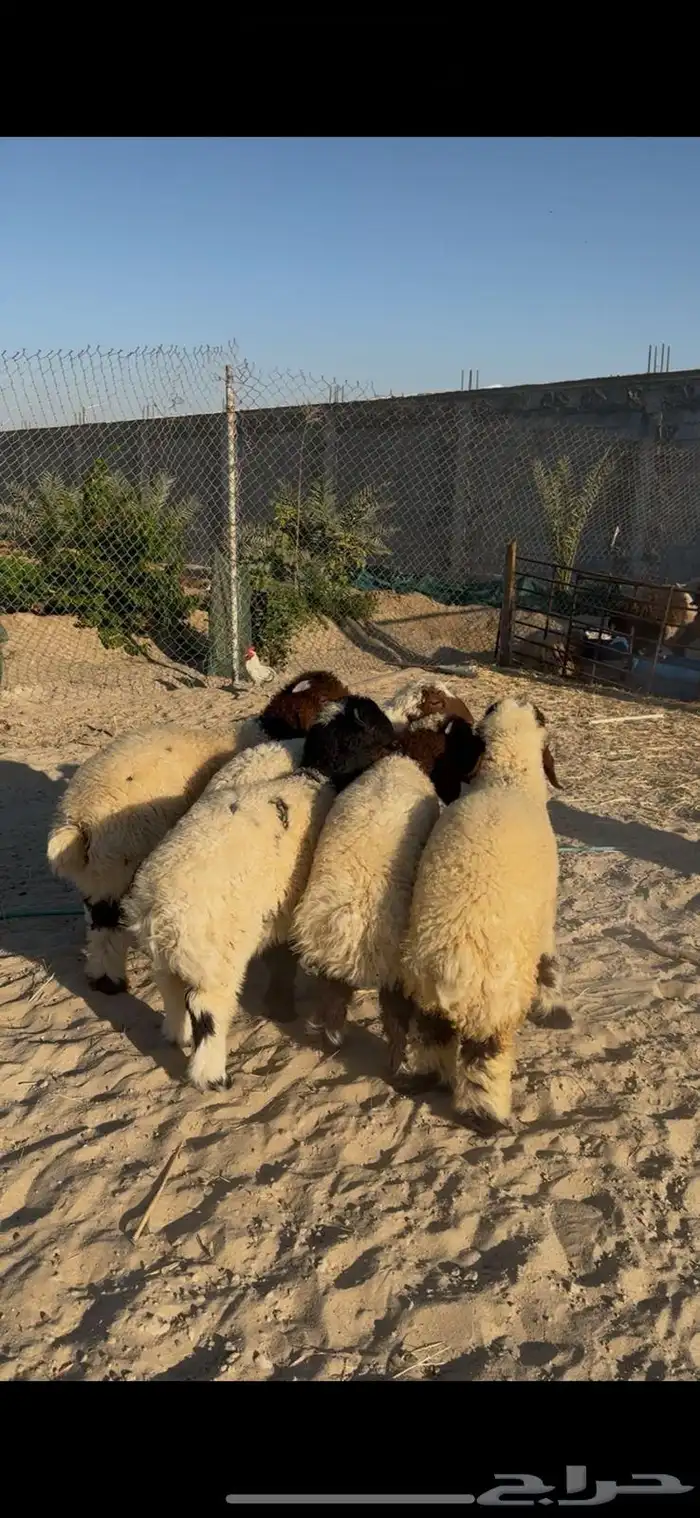 هرافي نعيم بلدي بري ذبائح 0