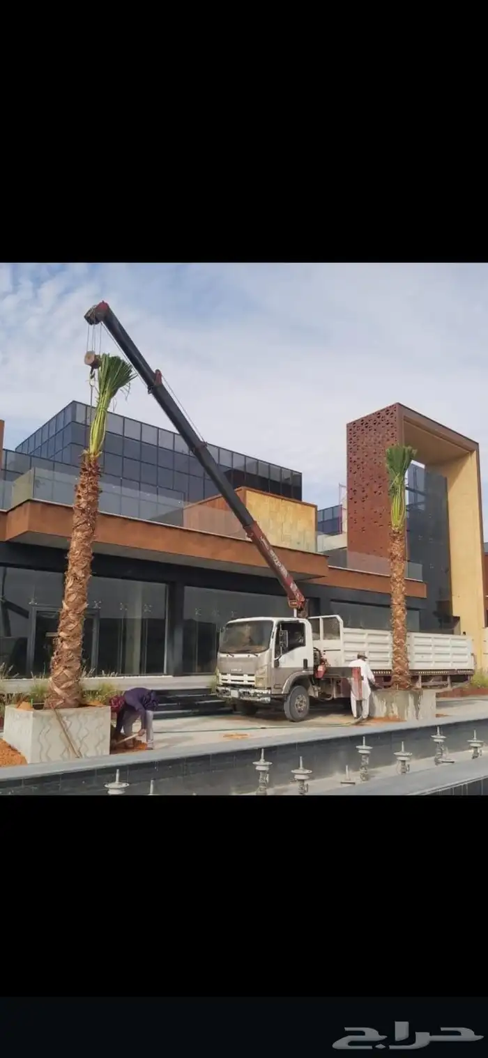 نخيل واشنطن 1