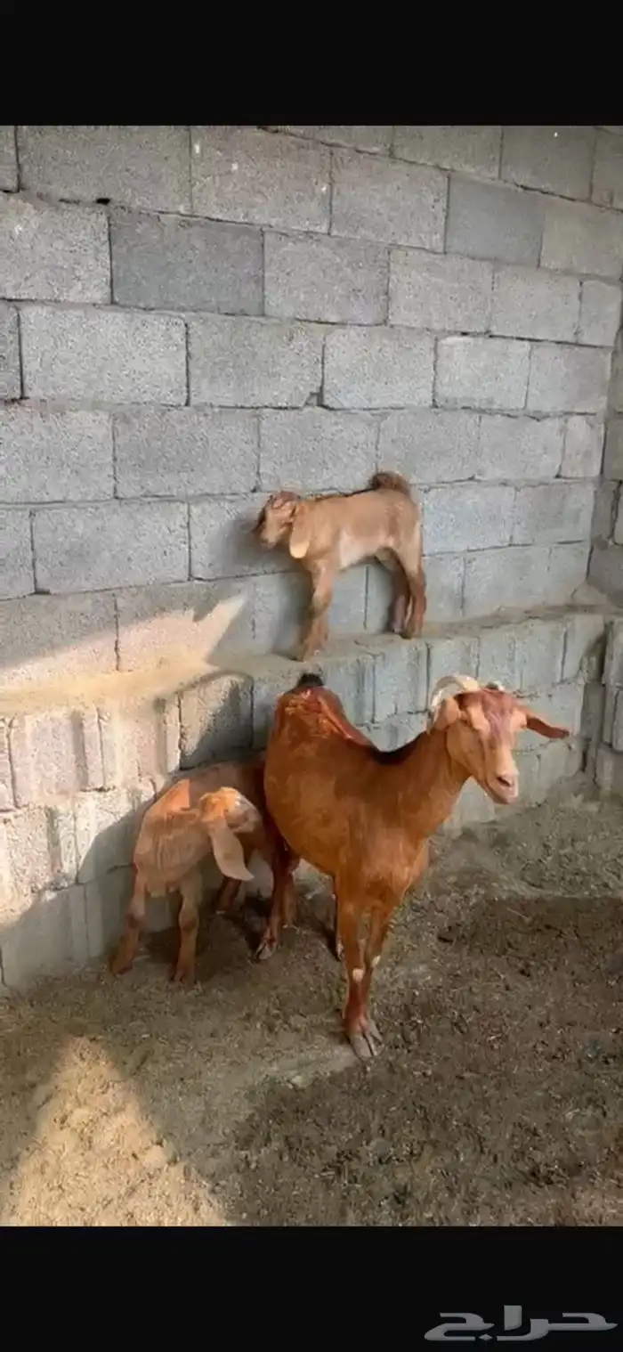 معزا محايليه. اسوم على العام 1