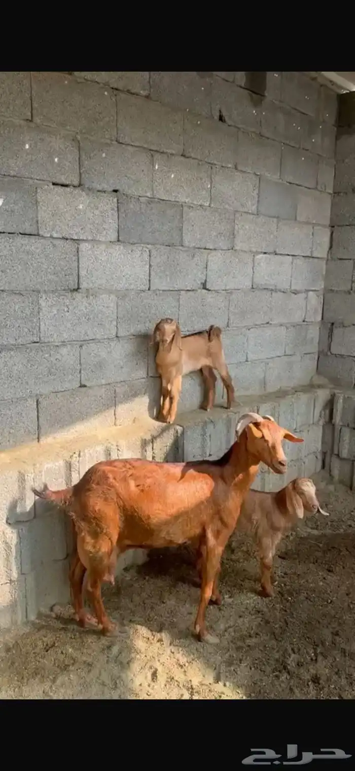 معزا محايليه. اسوم على العام 0