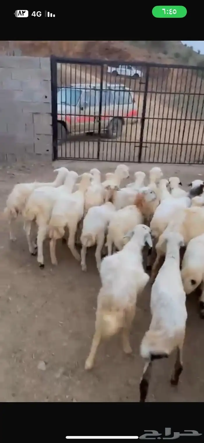 رخال رفيدية محايل عسير 2