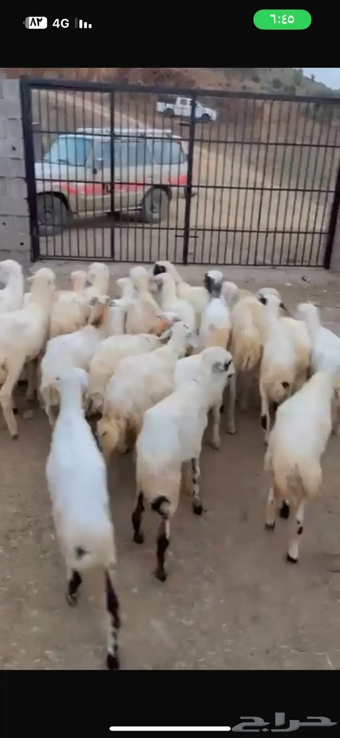 رخال رفيدية محايل عسير 3