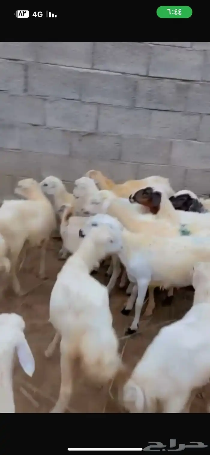 رخال رفيدية محايل عسير 0