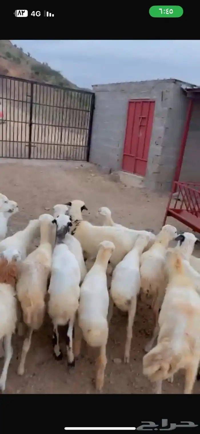 رخال رفيدية محايل عسير 1