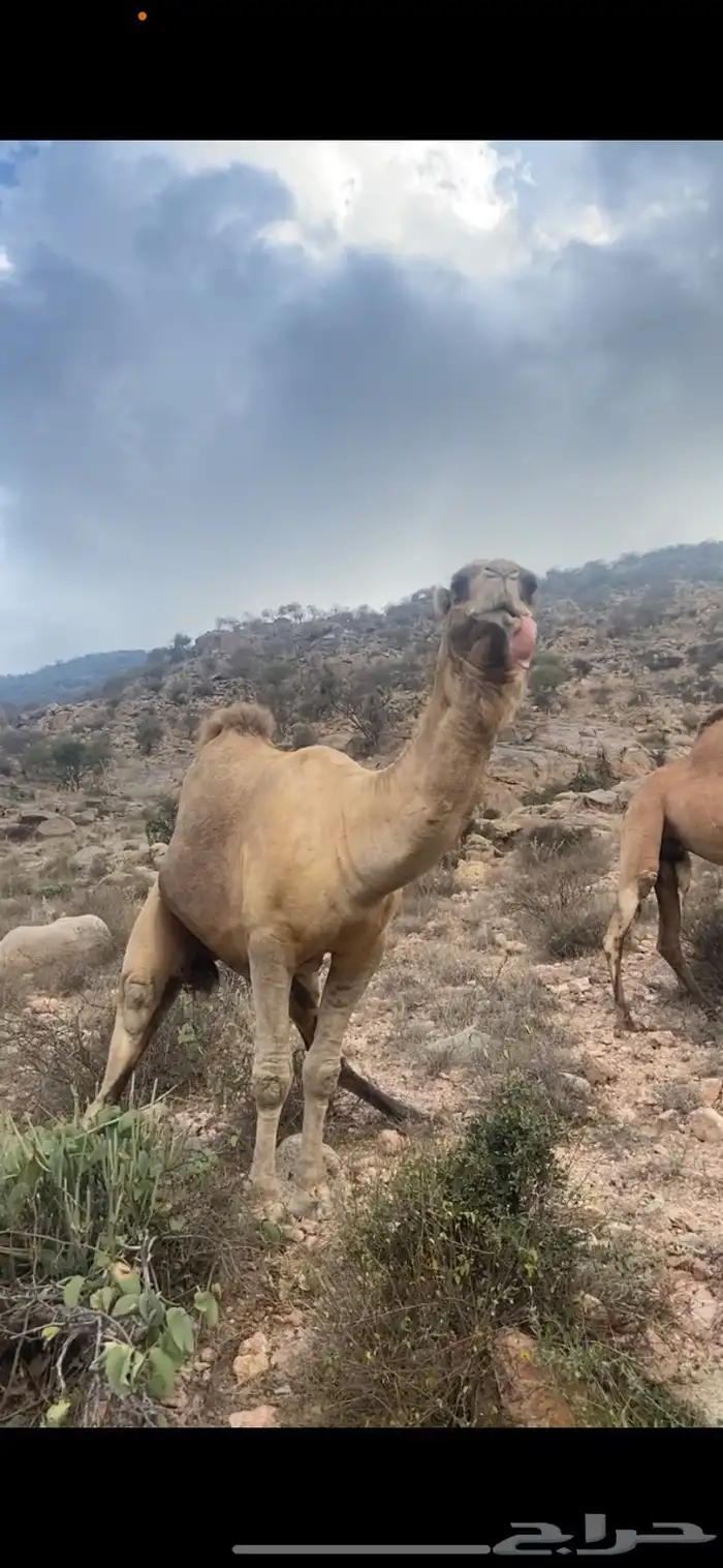 جمل فحل 0